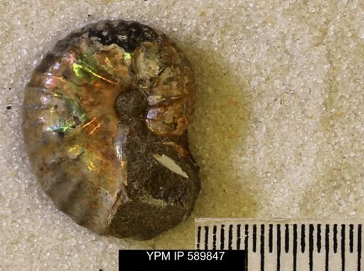 Hoploscaphites comprimus