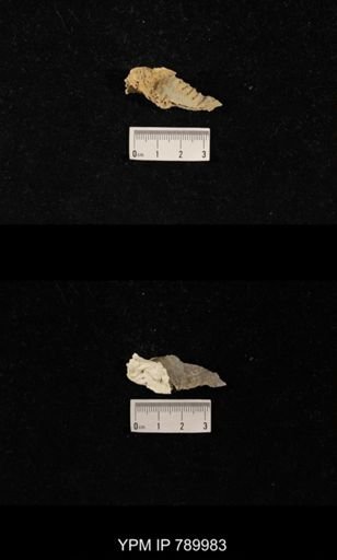 Leptodus sp.