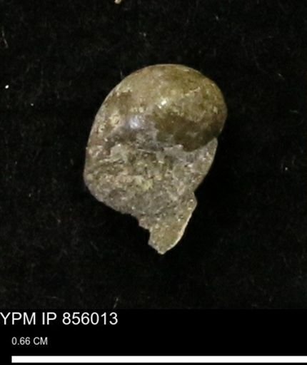 Euspira sp.