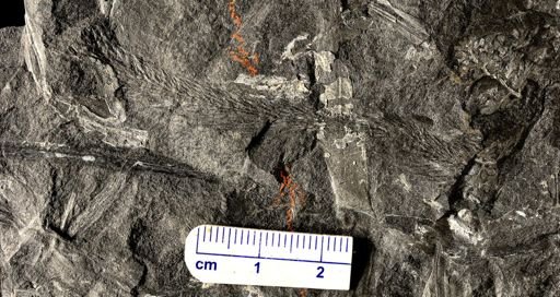 Lepidodendron sp.