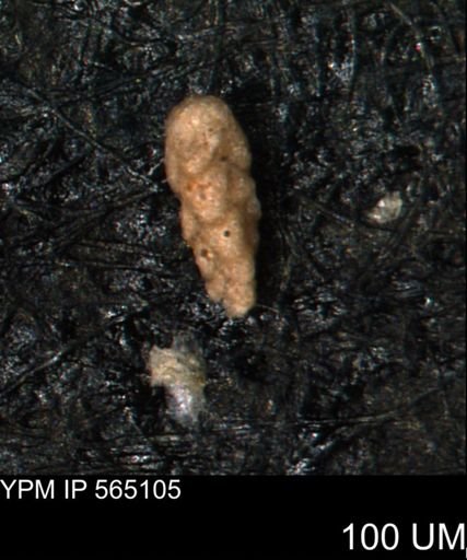 undet. Porifera