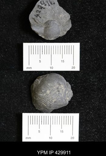 Ptomatis patulus