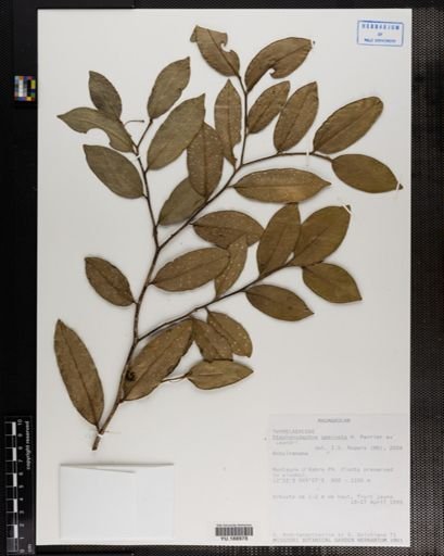 Plantae