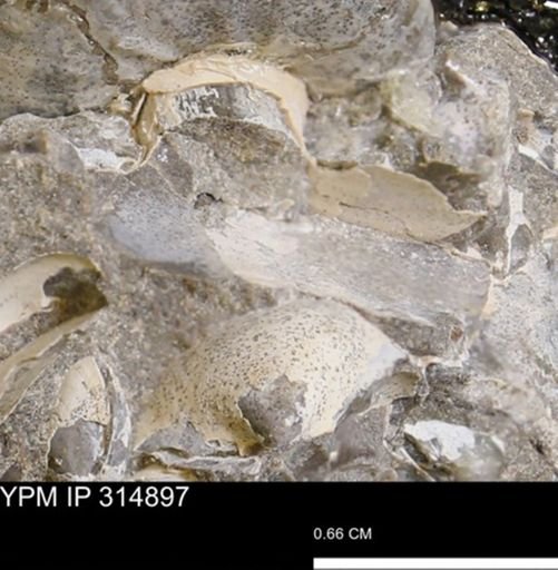 undet. Mollusca