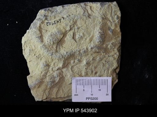 undet. Ichnofossil