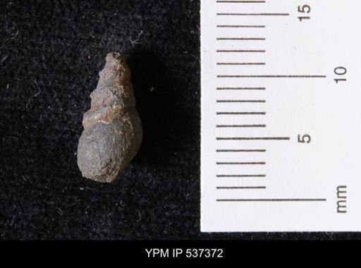 Goniobasis ortmanni