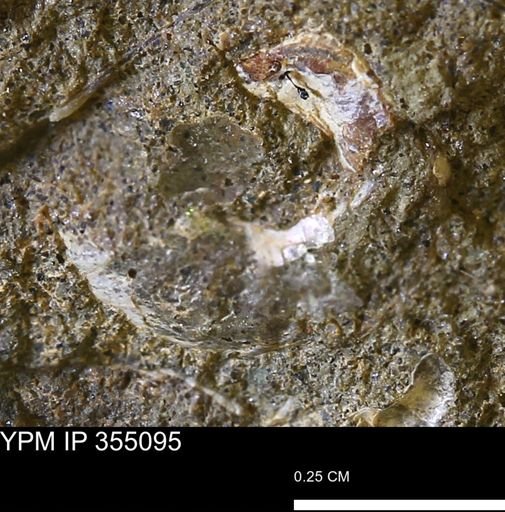 Ammonoidea?