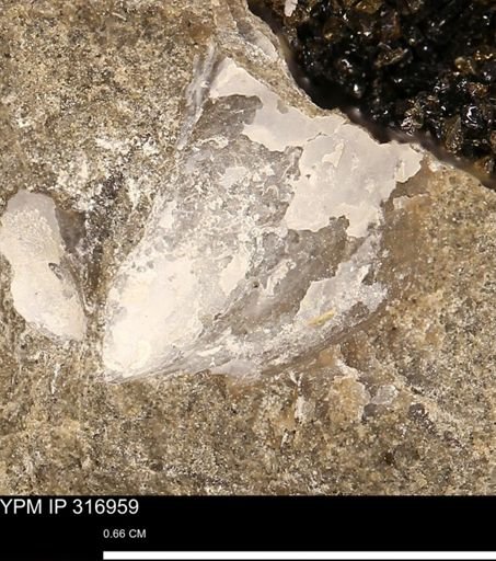 Phelopteria