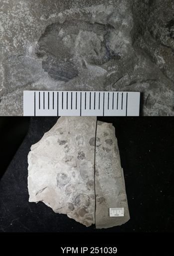 undet. Cephalopoda