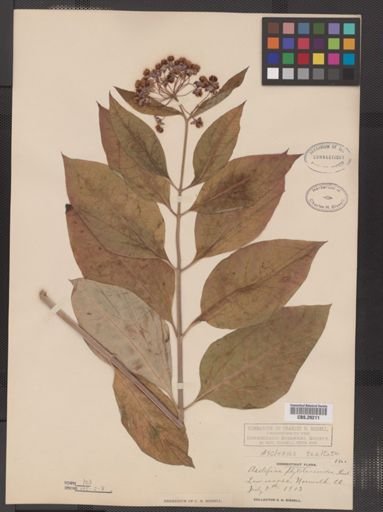 Asclepias exaltata