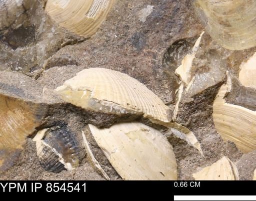 Parallelodon sp.