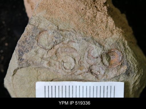 undet. Gastropoda