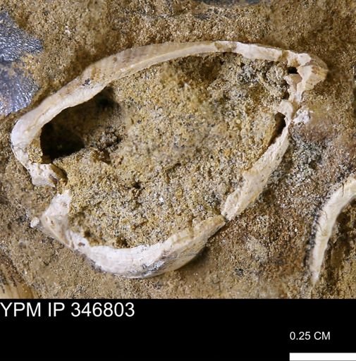undet. Bivalvia