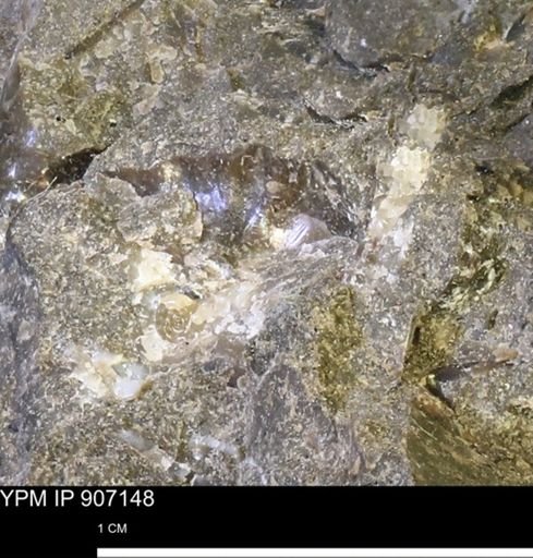 undet. Ammonoidea