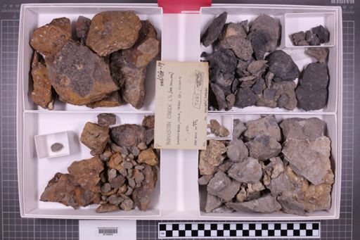 mixed taxa, stratigraphic collection
