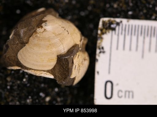 Limopsis striatopunctatus