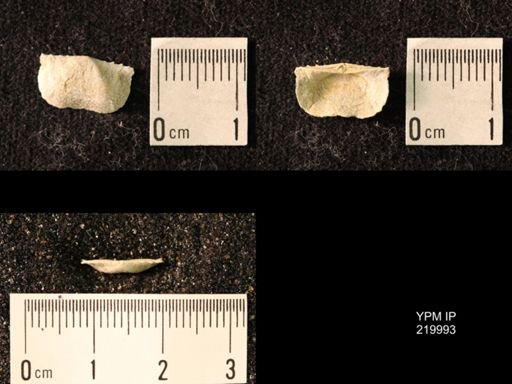 Chonetes sp.