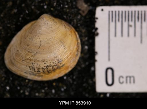 Limopsis striatopunctatus