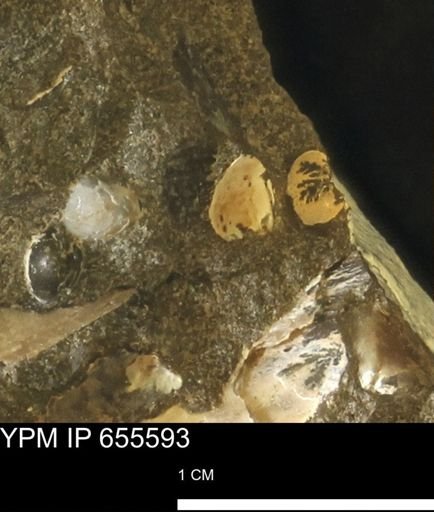 undet. Bivalvia