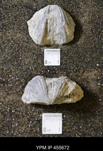 Platystrophia ponderosa