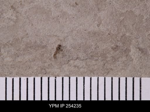 Thysanoptera?