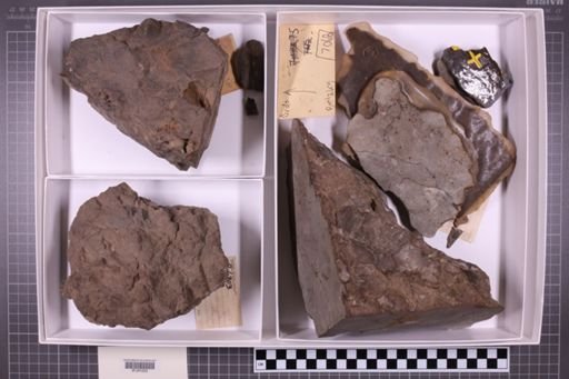 mixed taxa, stratigraphic collection