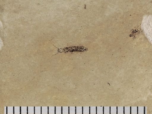 undet. Diptera