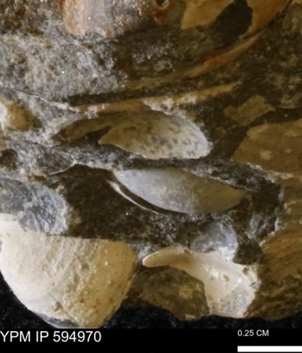 Protocardia sp.