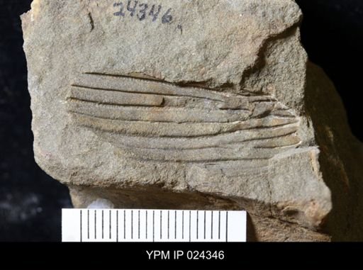 Tropidocaris alternata