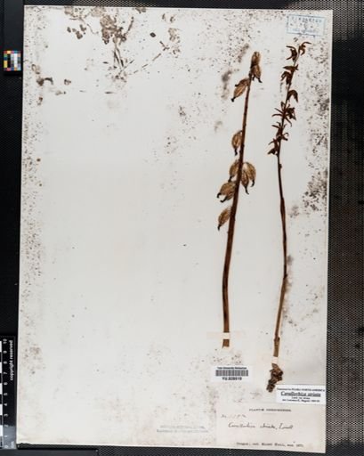Corallorrhiza
