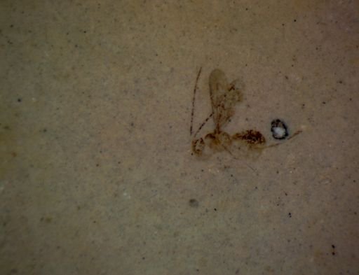 undet. Ichneumonidae