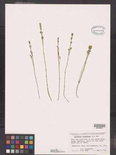 Bartonia virginica