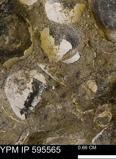 Protocardia sp.