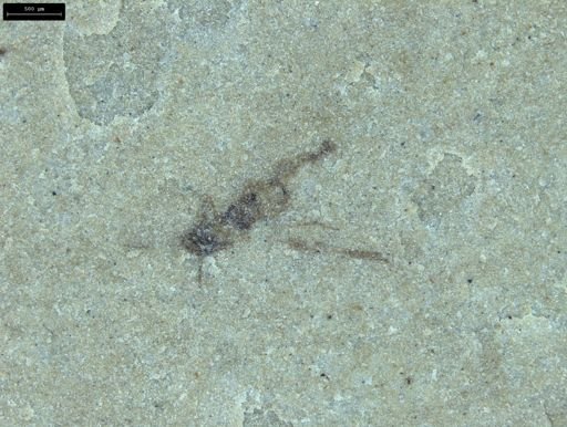undet. Insecta