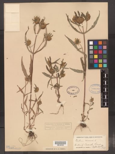 Bidens cernua