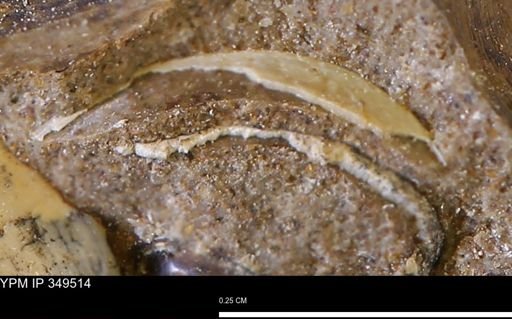 undet. Mollusca