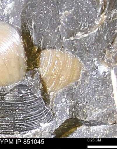 Limopsis striatopunctatus