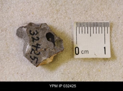 Hoploscaphites nicolletii