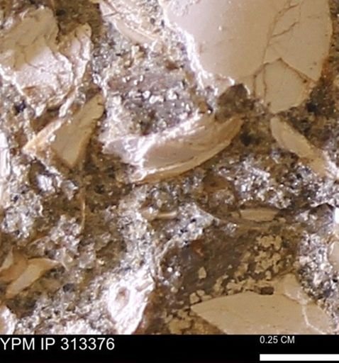 Corbicula sp.