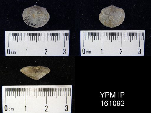 Dalmanella testudinaria