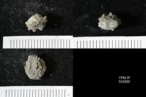 Gennaeocrinus variabilis