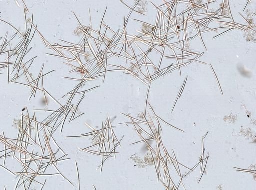 Haliclona (Gellius)