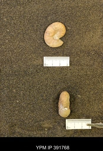 Scaphites whitfieldi