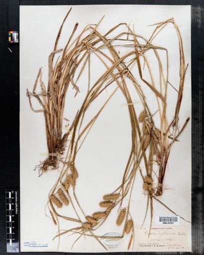 Carex hystericina