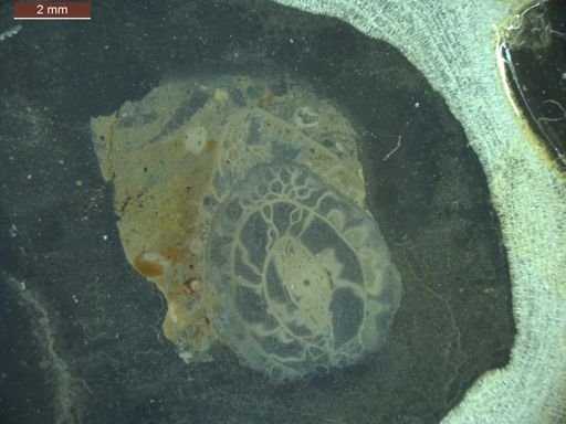 Pseudoschwagerina uddeni