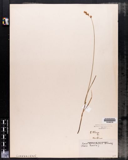 Carex tenera