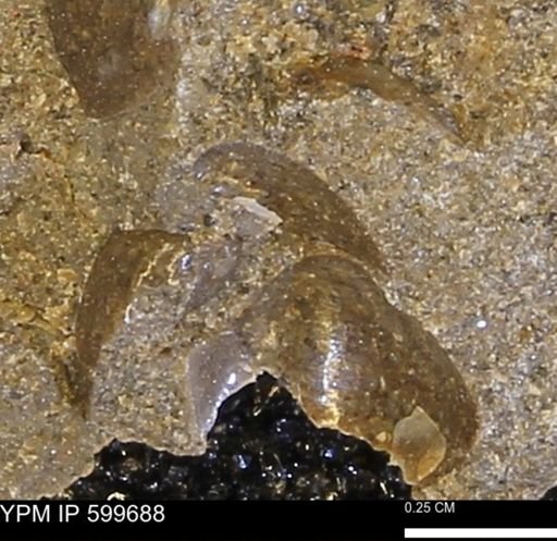 Protocardia subquadrata