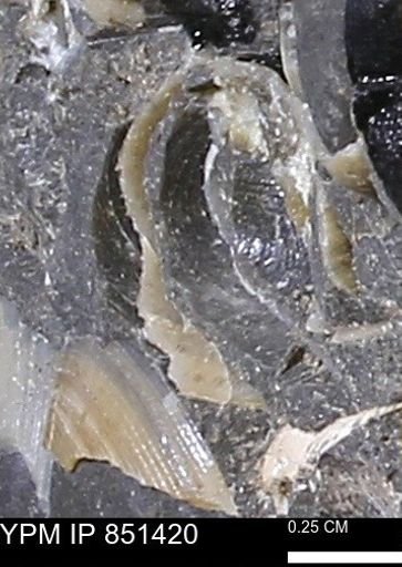 Limopsis striatopunctatus