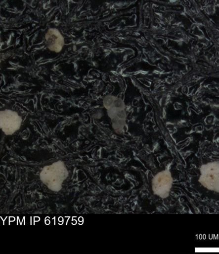 undet. Heterohelicidae