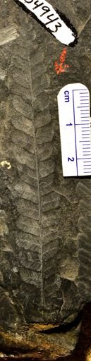 Pecopteris platyrachys